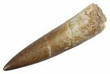 Fossil Plesiosaur (Zarafasaura) Tooth - Morocco #370236-1